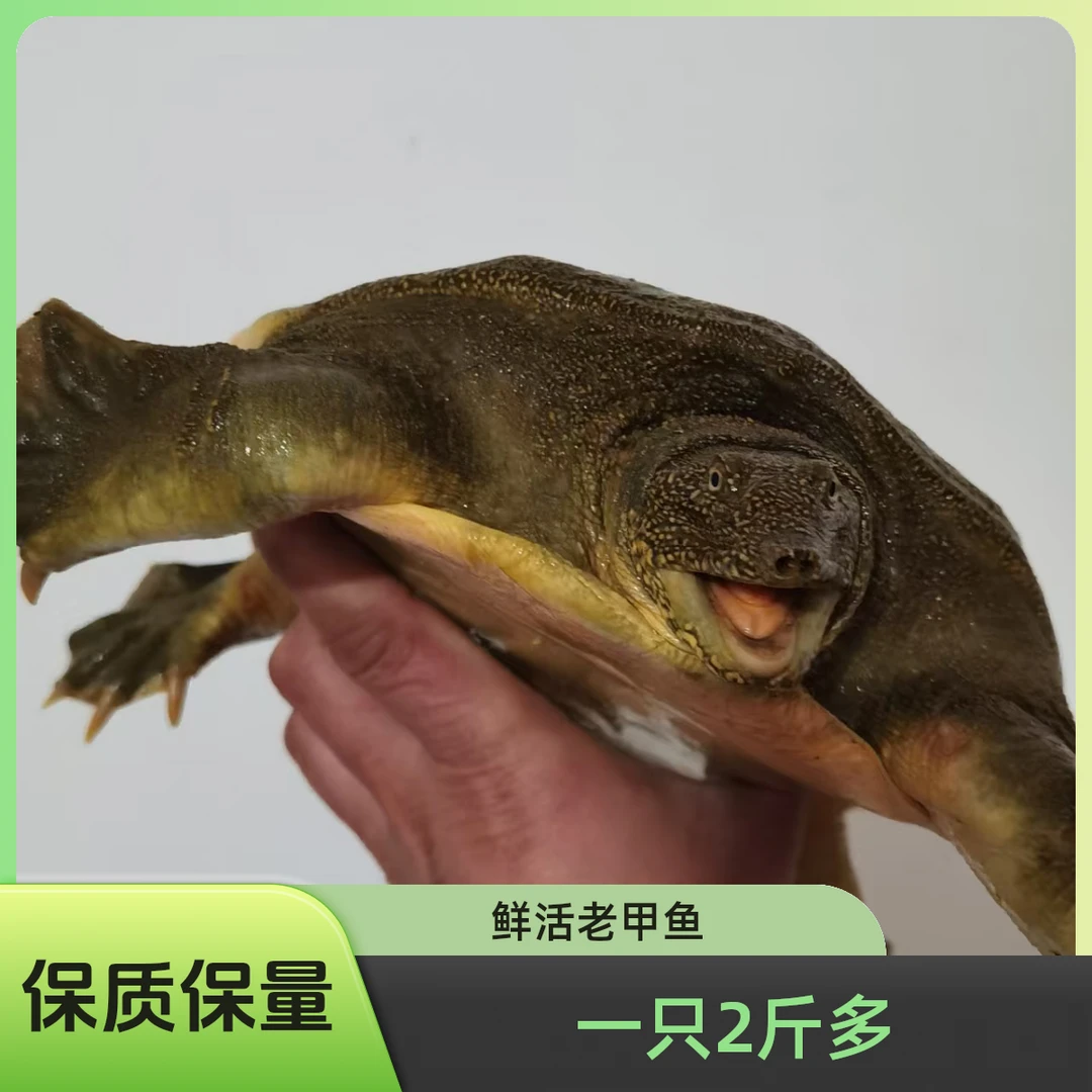 二斤多一只【生态公甲鱼】鲜活外塘散养生态公甲鱼足斤足两包鲜活
