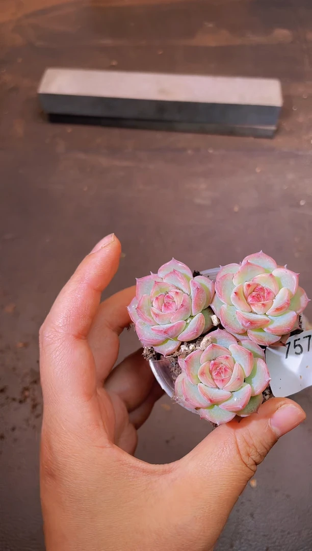 757玉笛一物一拍一组