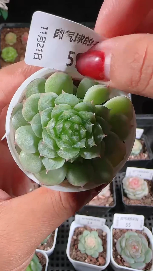 1121-59海心群生不包整