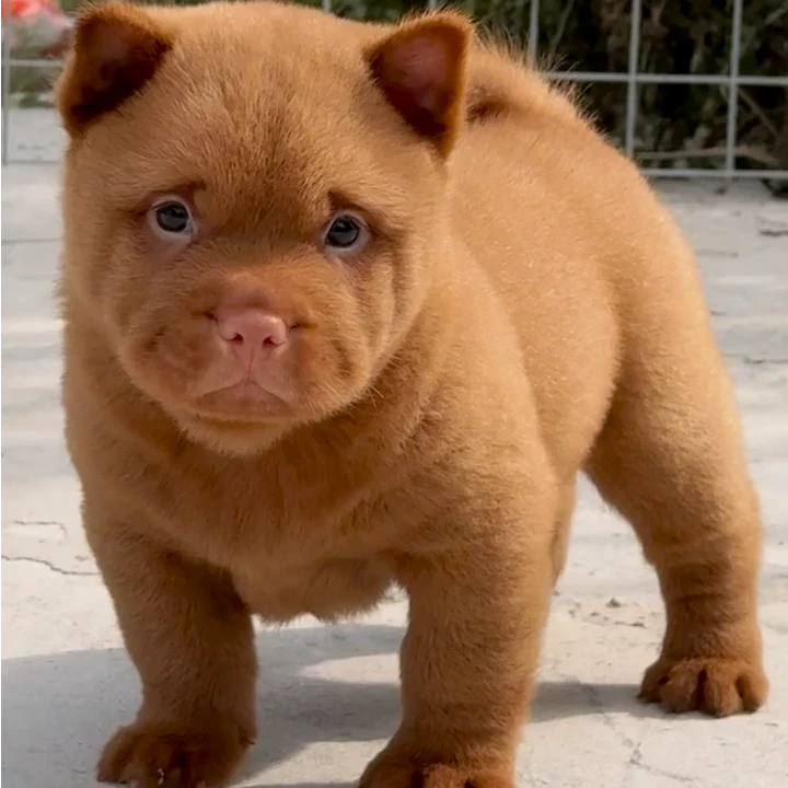 【光头爱宠基地】宠物活体专用链接