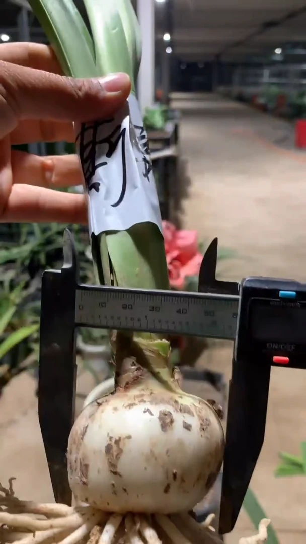 当前无花栽培后可以开花斯嘉丽5cm+