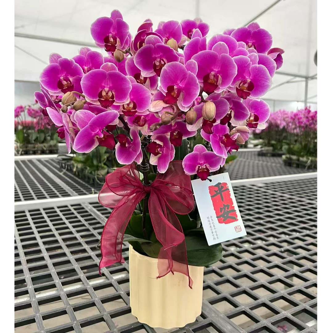 【绝代双骄】精品蝴蝶兰 精致花型 室内精品观赏 真花
