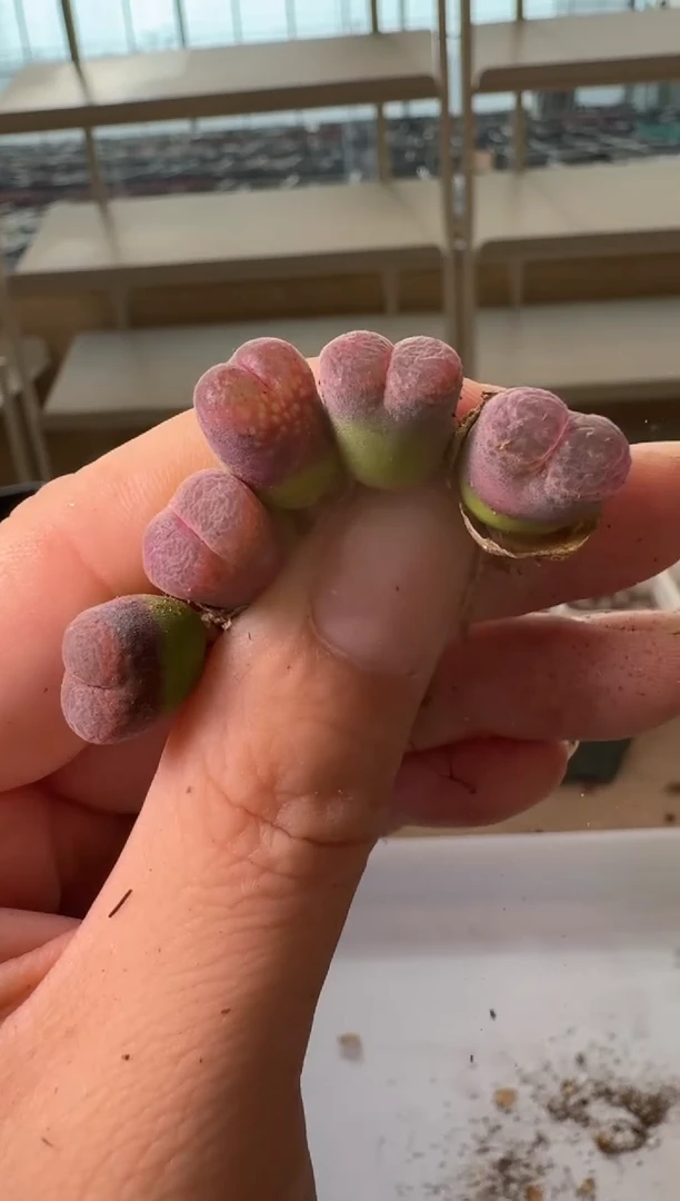24-167多肉植物肉锥