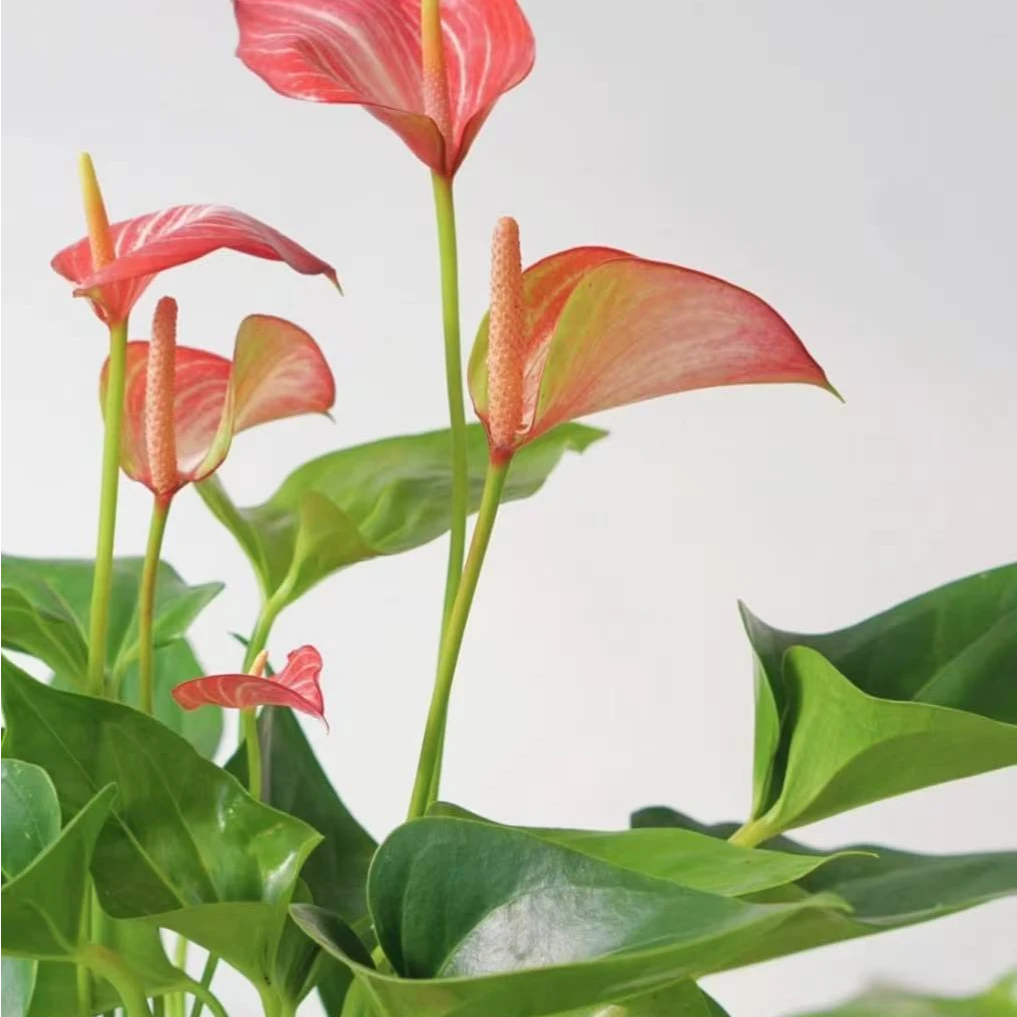 【利维姆】土培粉掌盆栽室内好养花卉绿植云南基地直发一单包邮