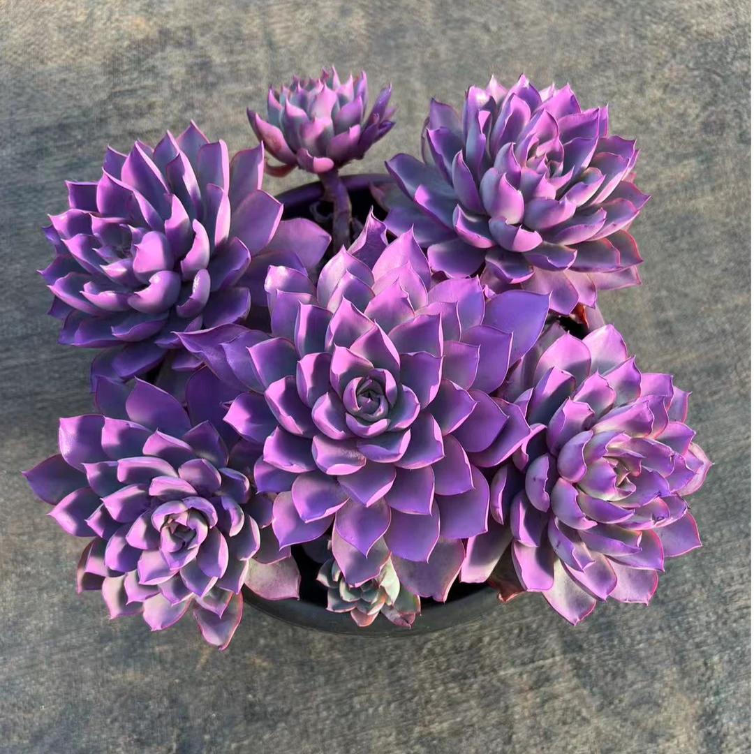 赫拉老桩精品贵货新手好养多肉植物盆栽阳台庭院净化空气带盆