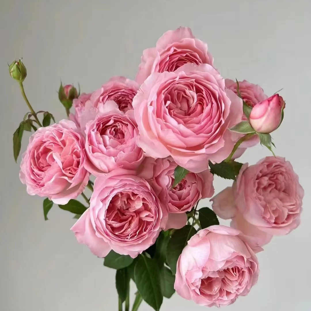 【3颗包邮】杨玉环浓香大花月季苗抗病耐热勤花灌木庭院阳台花园