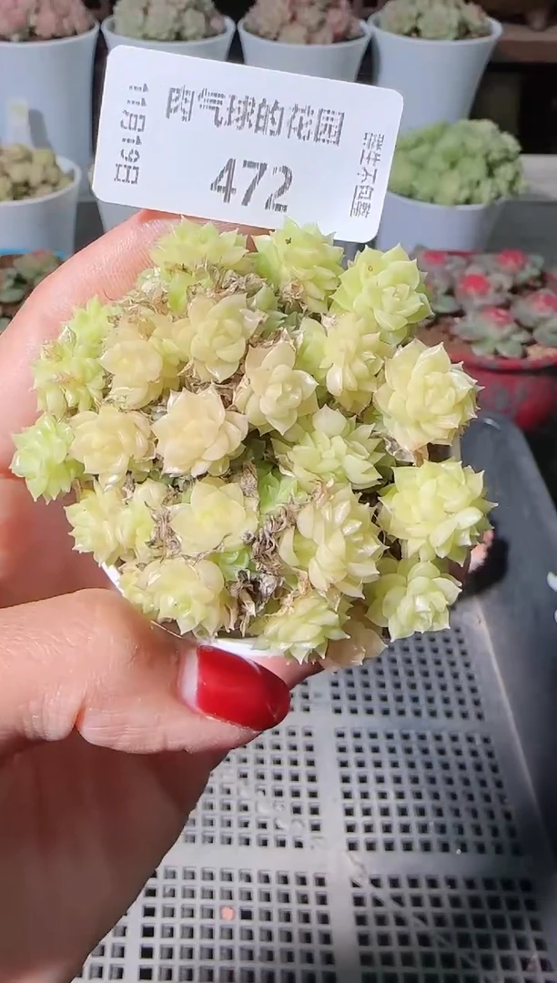 1119-472麦秆群生不包整