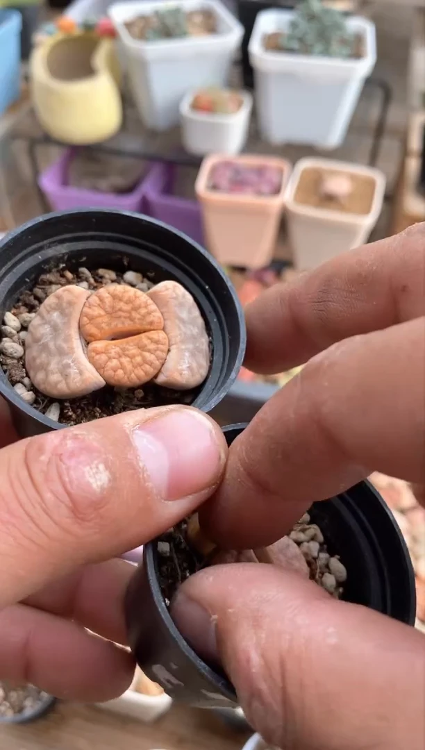 【闪购商品】7332直播间一物一拍