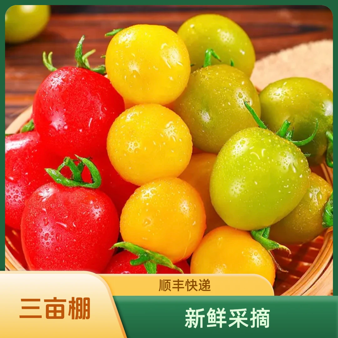 青甜2号小番茄三色小番茄多汁圣女果山东寿光自家现摘【顺丰快递】