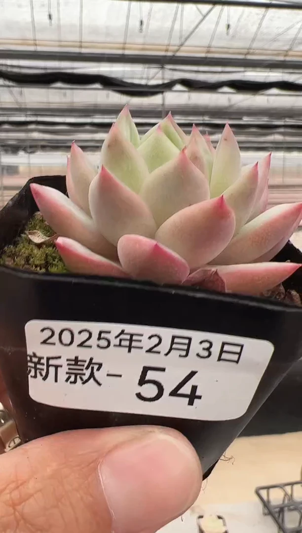 【闪购商品】新款多肉-54