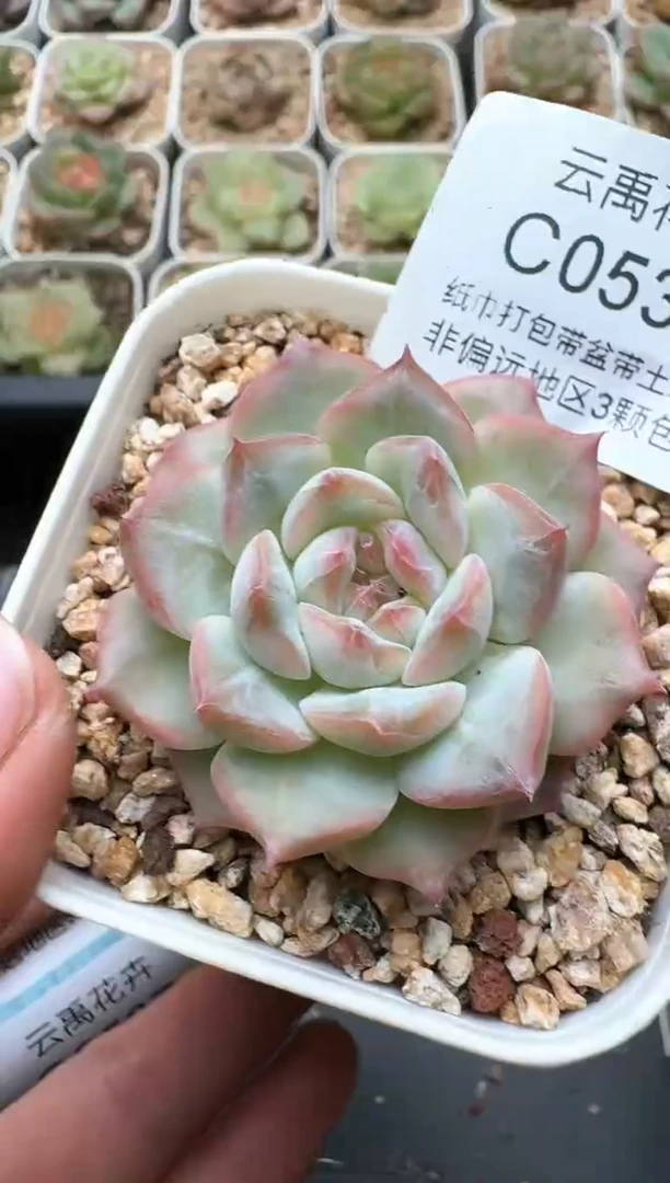 535C云禹多肉植物 带盆土纸巾打包 3颗包邮