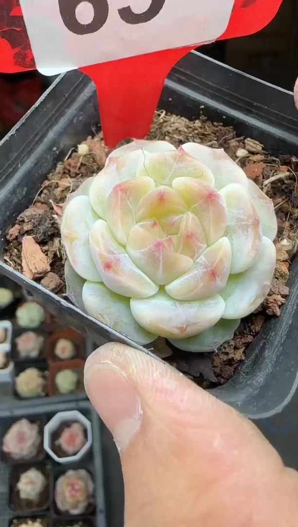 【闪购商品】一物一拍0213—65