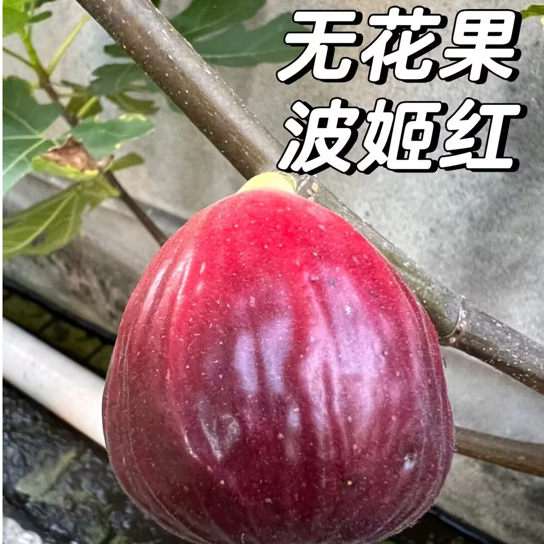 无花果盆栽波姬红巴劳奈布兰瑞克金傲芬青皮青紫日紫彩虹阳台庭院