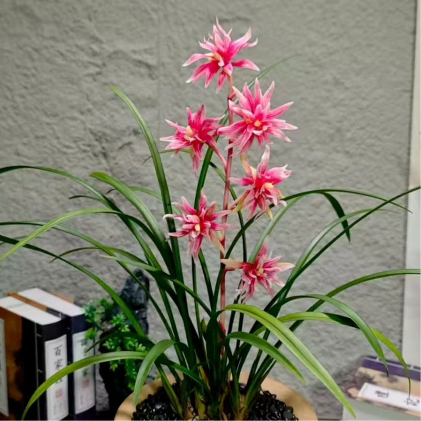 【凤舞九天】名贵奇花之首 高端兰花 浓香 花期长