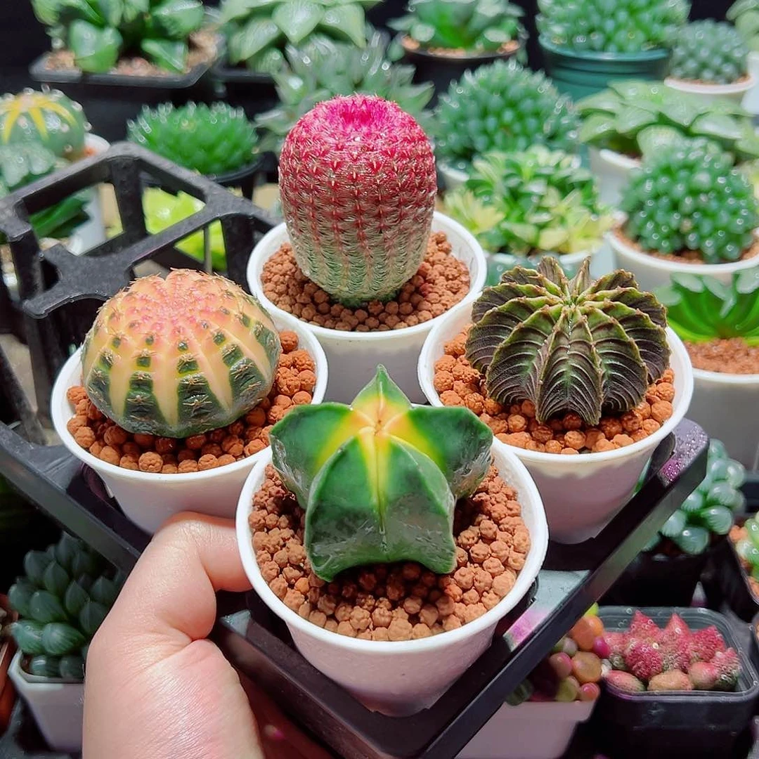 【仙人球组合】红太阳+拉根锦+鸾凤玉+肋骨  原盆土发货多肉