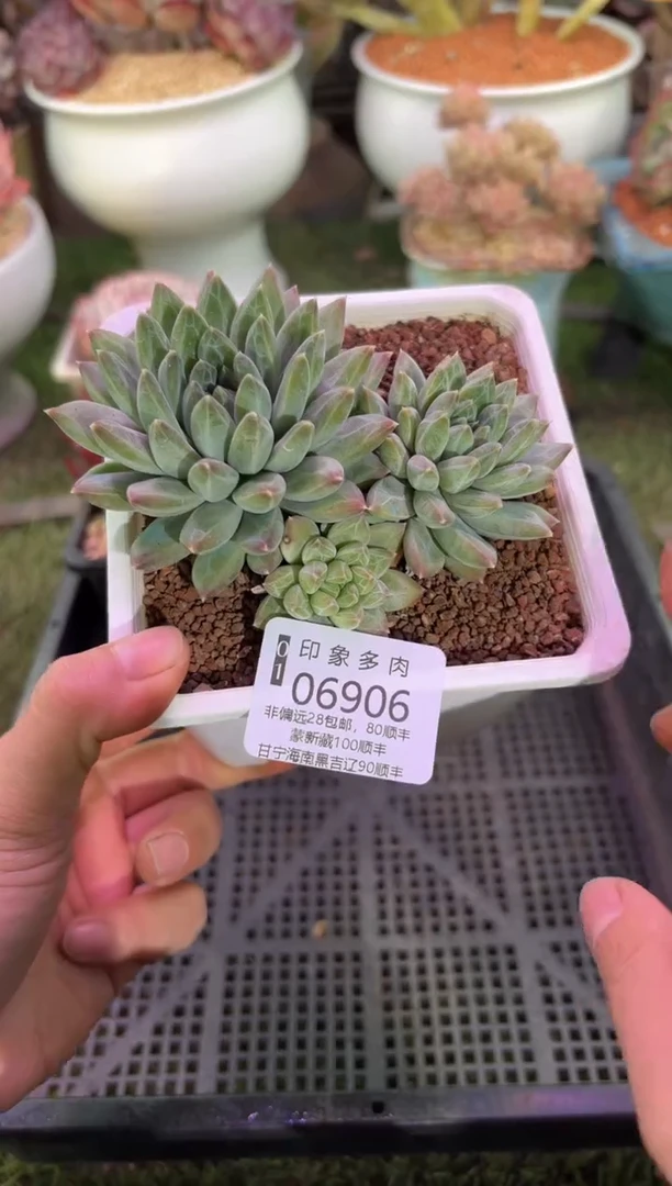 【闪购商品】06906