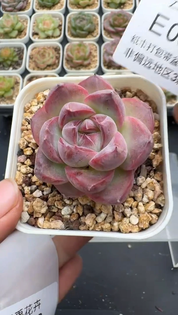 511E云禹多肉植物 带盆土纸巾打包 3颗包邮