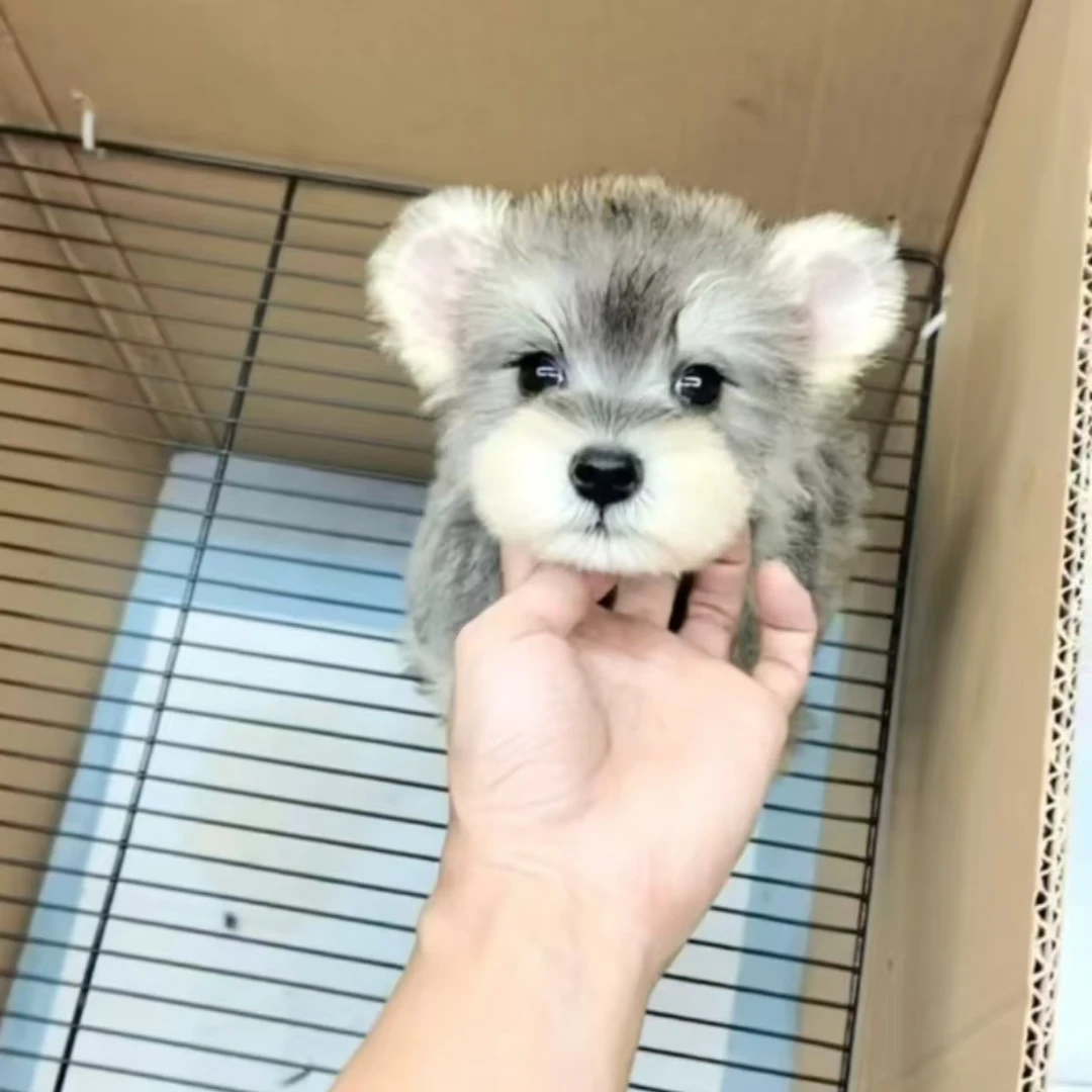 （雪纳瑞之家）小狗狗活体