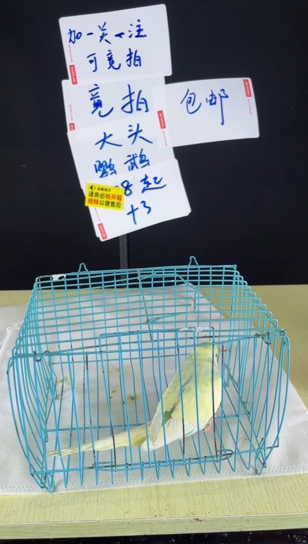 虎皮鹦鹉特色大头