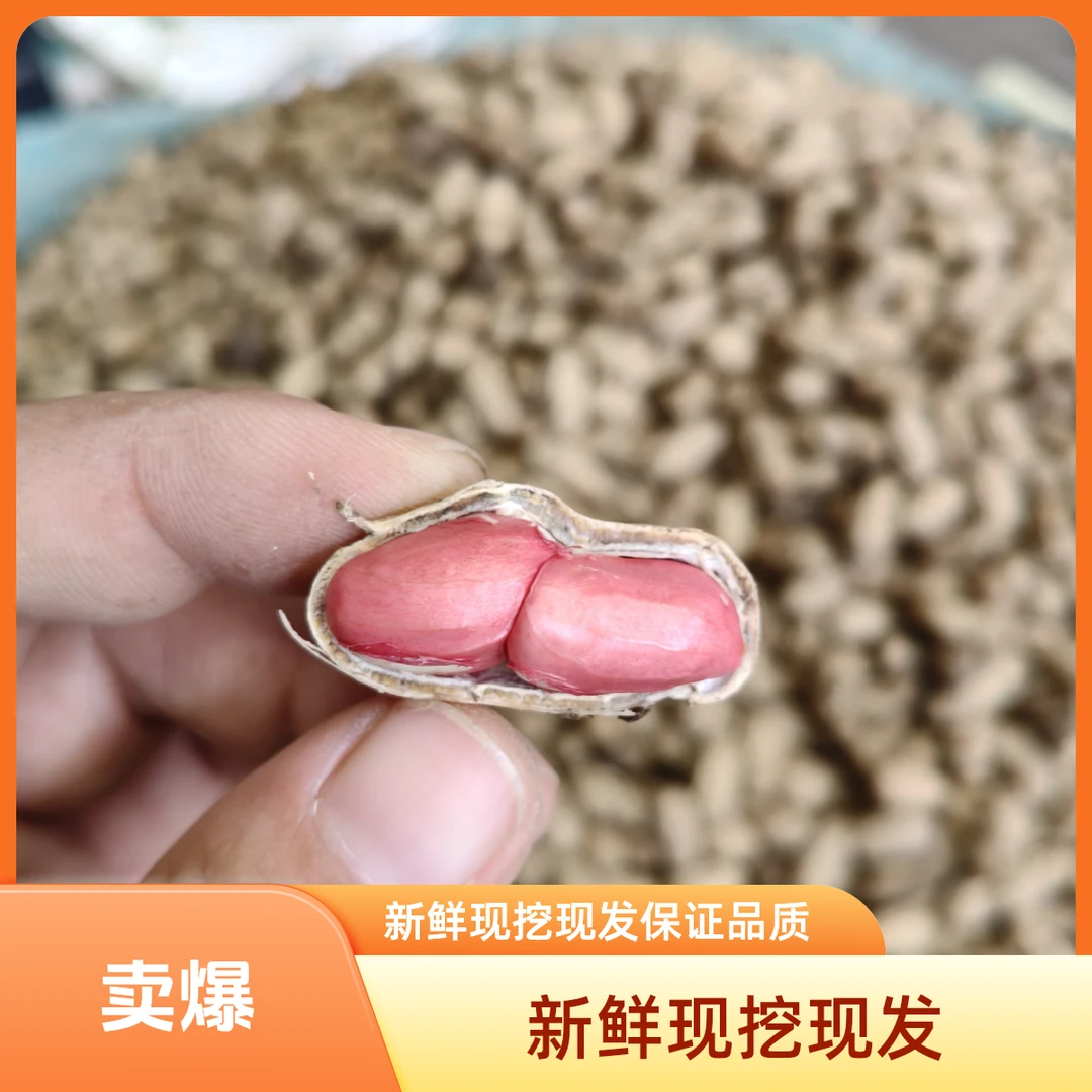 带泥新鲜花生颗粒饱满带壳湿红皮花生现挖现发可水煮生吃