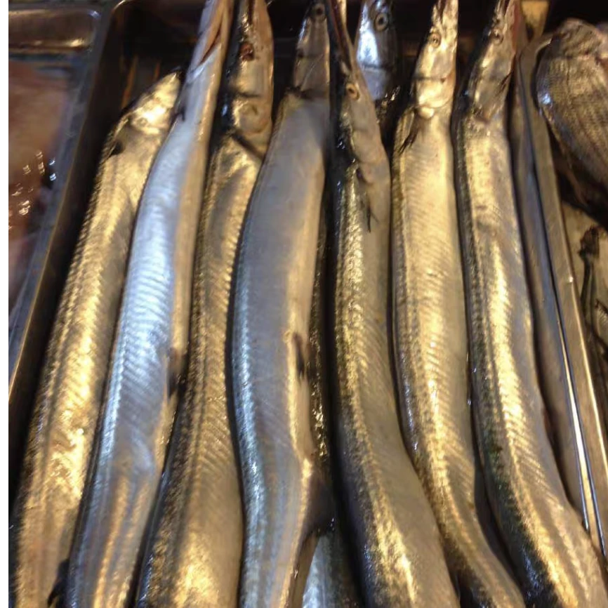 大连海鲜水产新鲜针良鱼