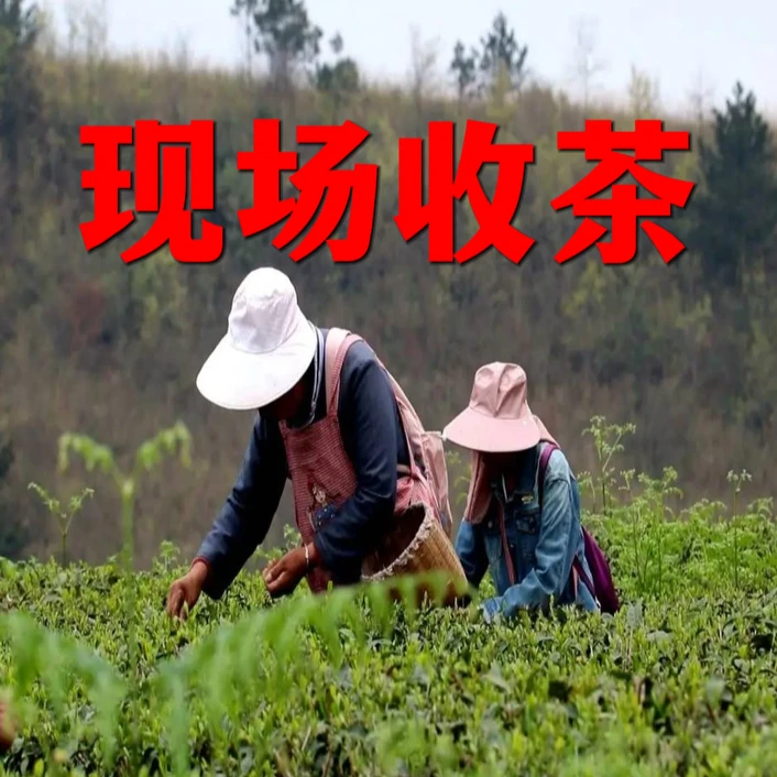 [娟姐现场收茶]黄金茶 （红茶3月17日采摘一叶一芽）