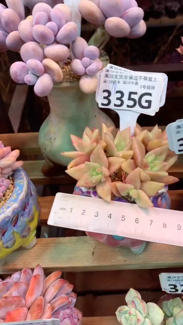 335G(一物一拍实付满28发货，默认不带盆土）