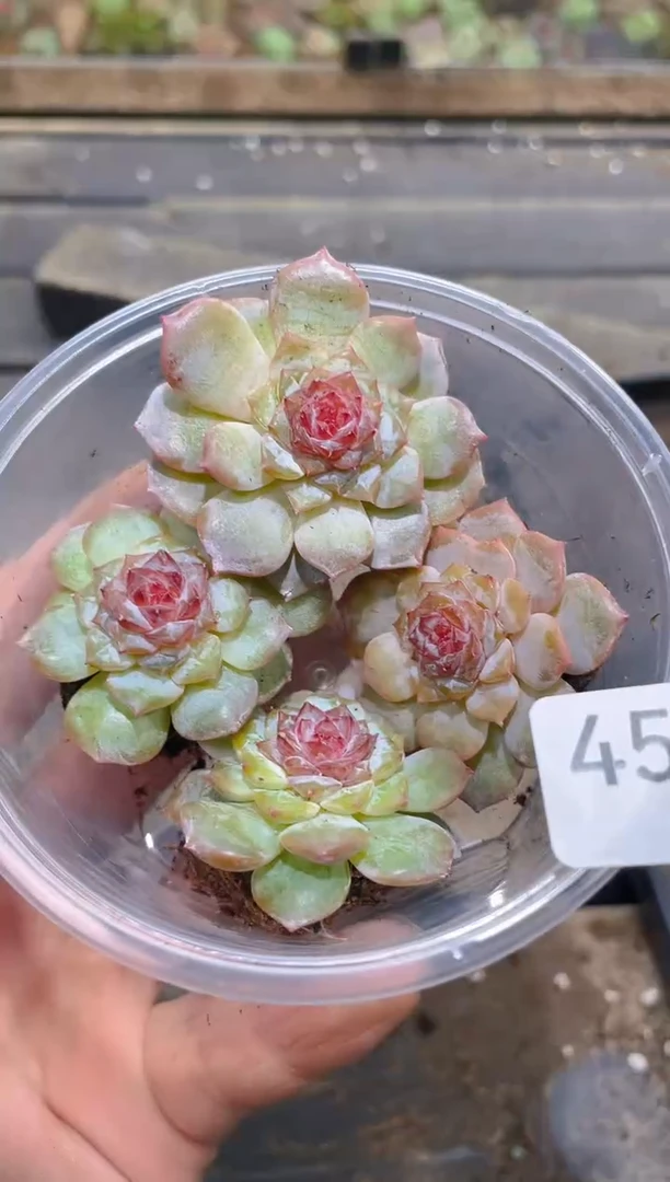 454红毛丹       量拍
