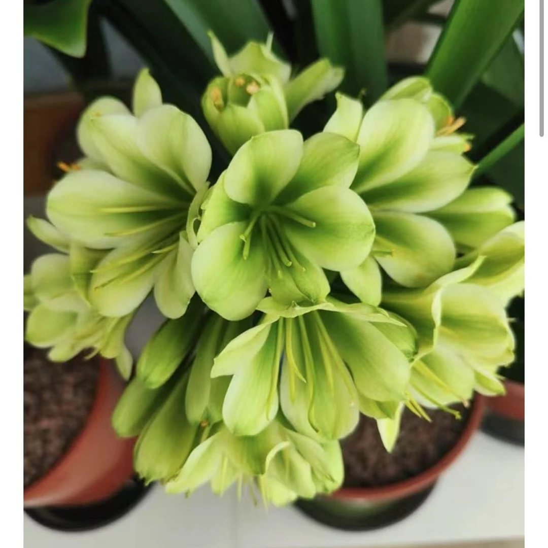 【绿花君子兰】报岁兰茶桌阳台室内室外原盆原土好养绿植