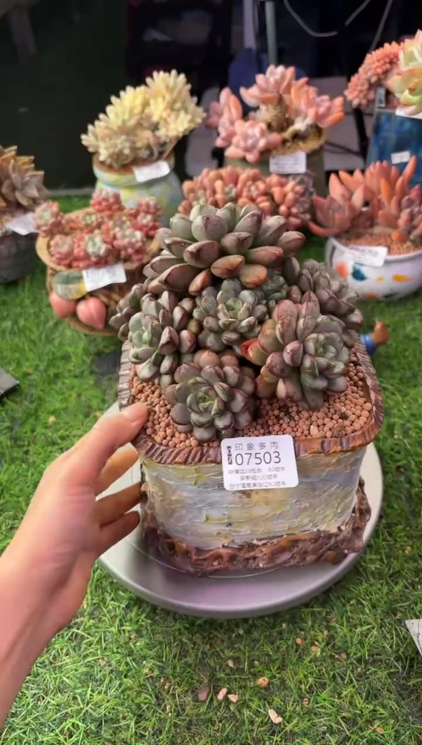 昆明印象多肉07503