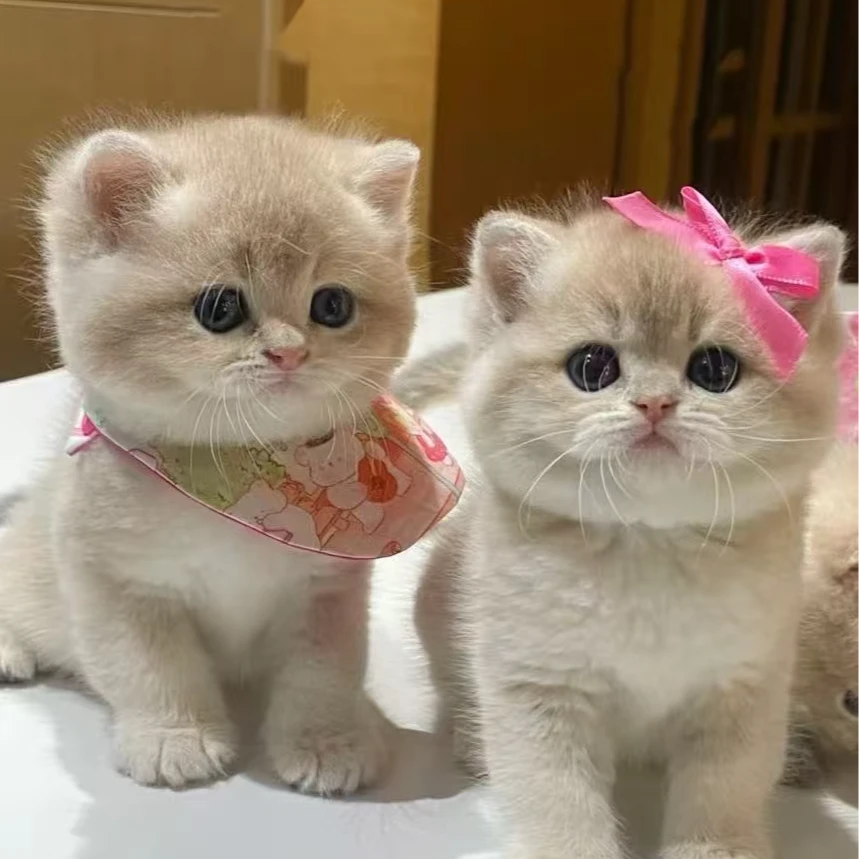 金渐层蓝金渐层缅因猫英短宠物猫咪