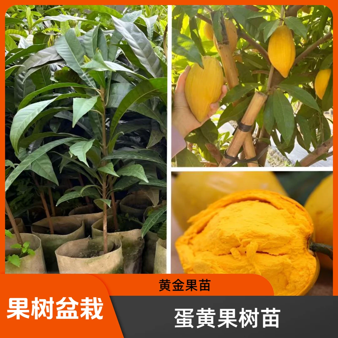 鸡蛋果树苗蛋黄果苗四季结果盆栽地栽仙桃水果树苗
