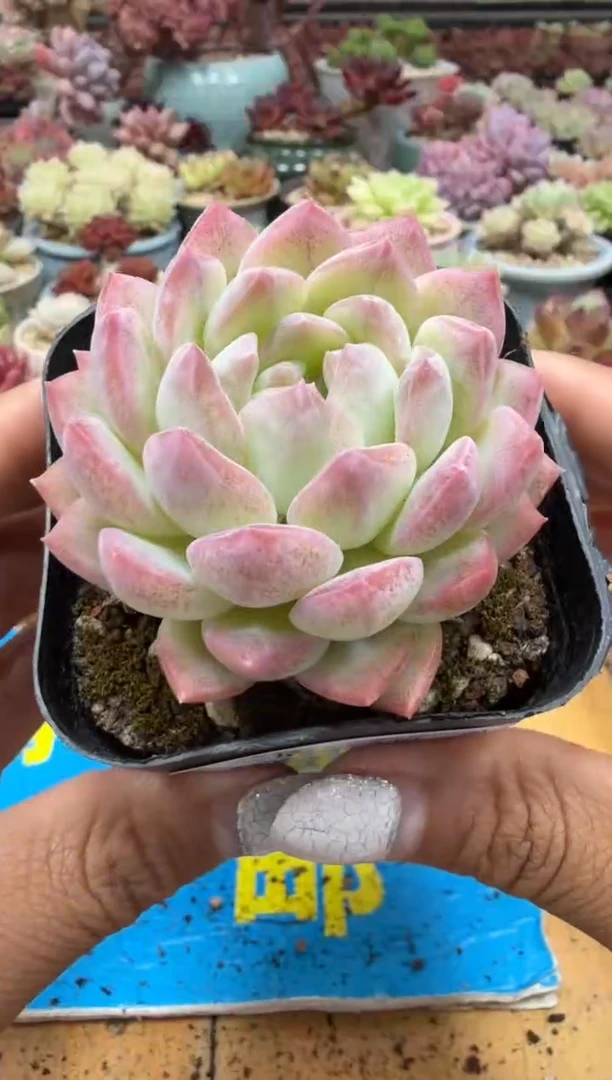 东云多肉园二店-330