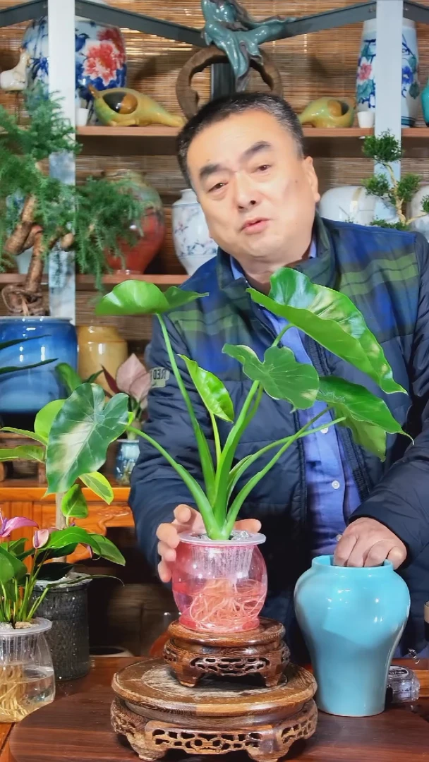 无花朵黄*外水之韵水培海芋