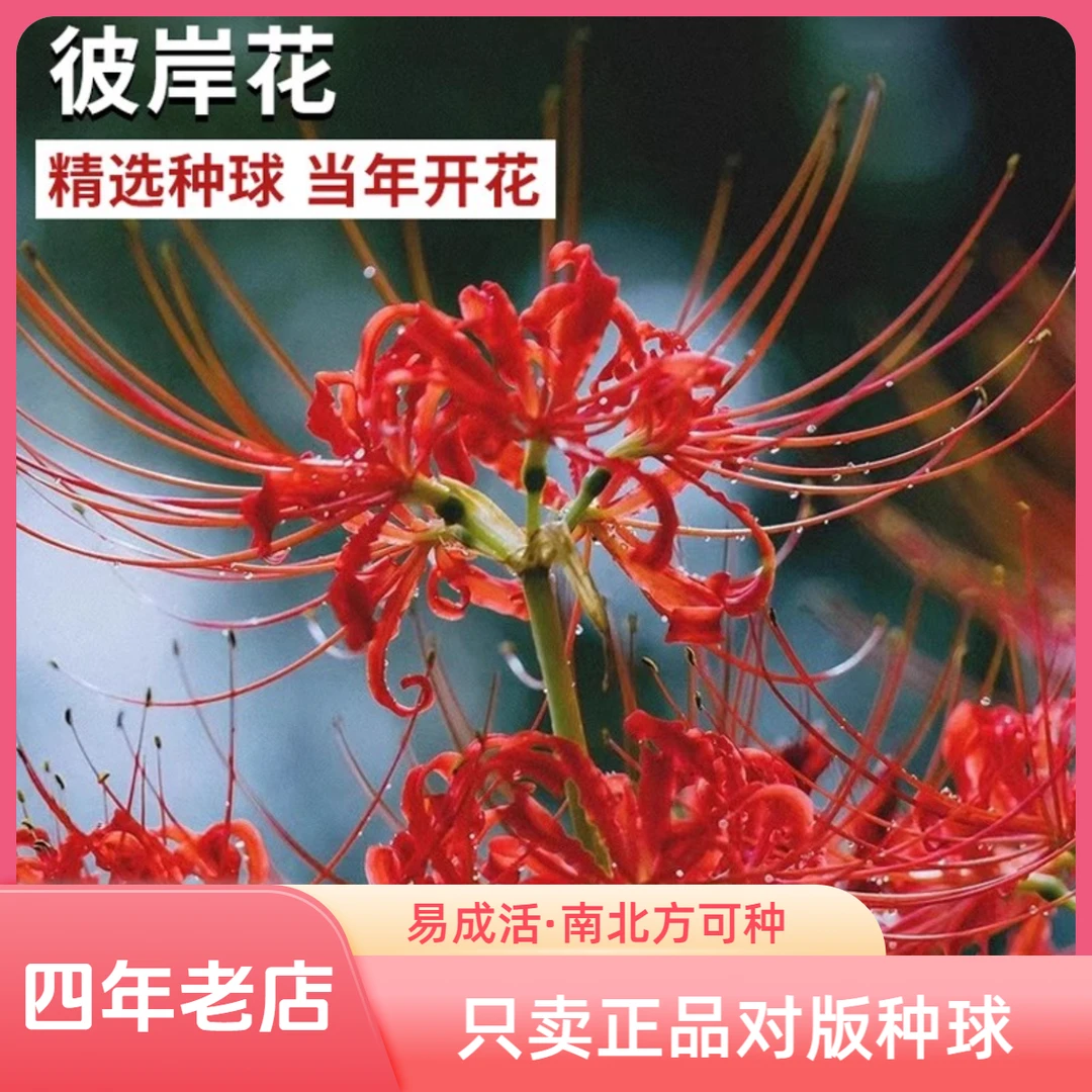 彼岸花种球花卉曼珠沙华花种子可盆栽室内外四季植物