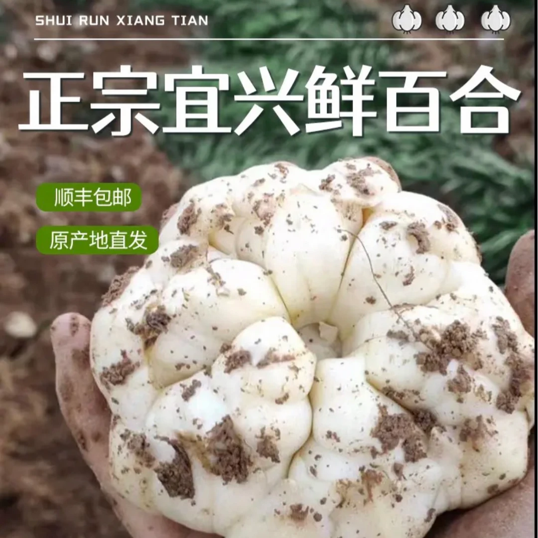 【新鲜】宜兴山百合新鲜蔬菜太湖之参顺丰次日达百合蔬菜宜兴鲜百合