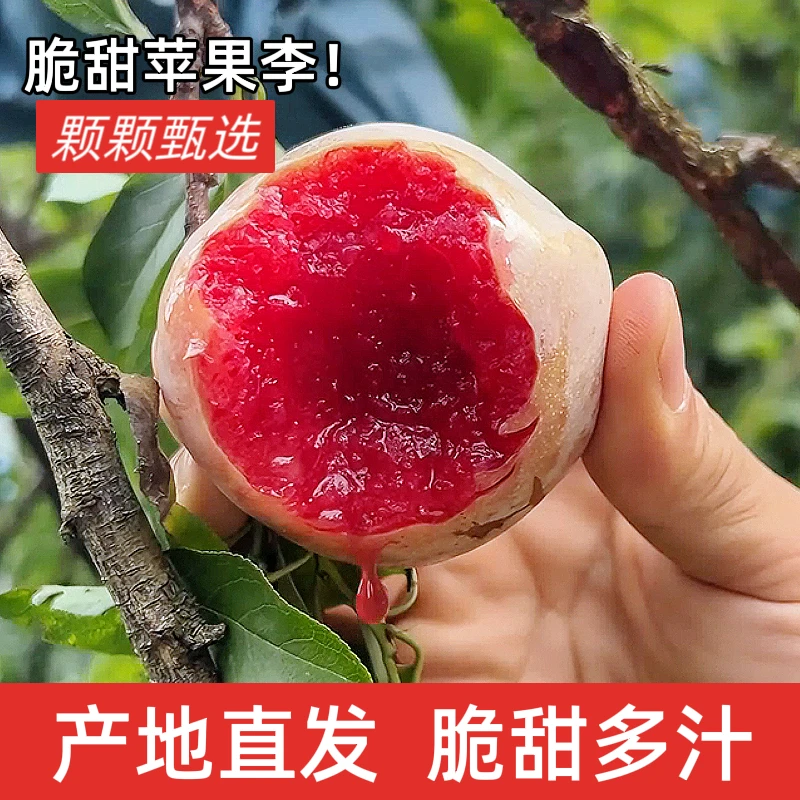 汝城文明老树芙蓉李苹果李园果直发酸甜可口新鲜红心李子应季水果