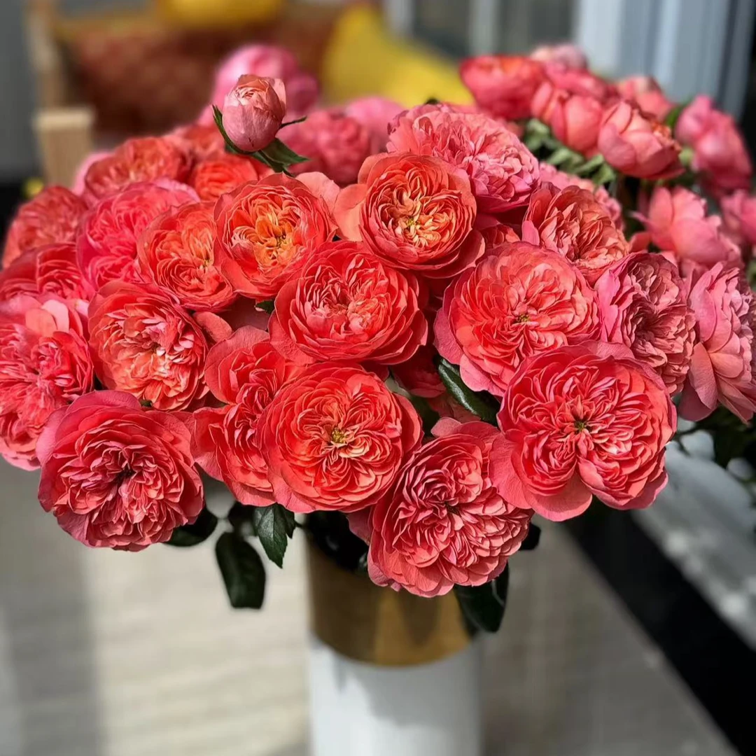 【大力甄选】AA级橙红果汁多头玫瑰 云南基地现采现发 一单包邮