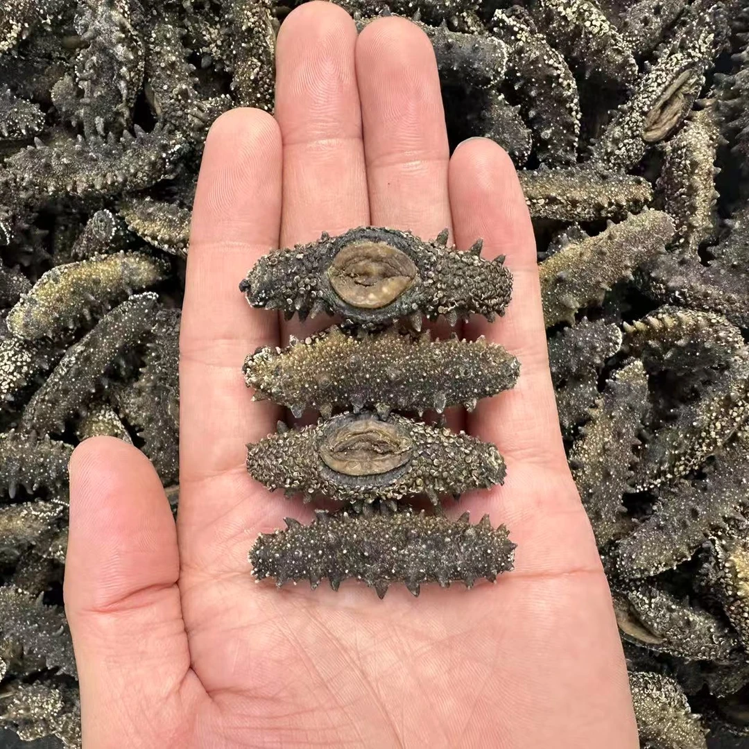 大连瓦房店纯淡干海参 泡发15倍  100头左右/500g