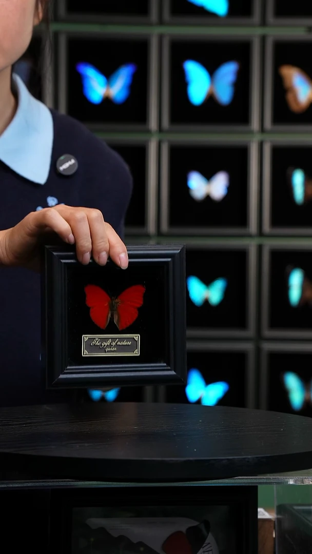 血漪蛱蝶4寸黑色方框