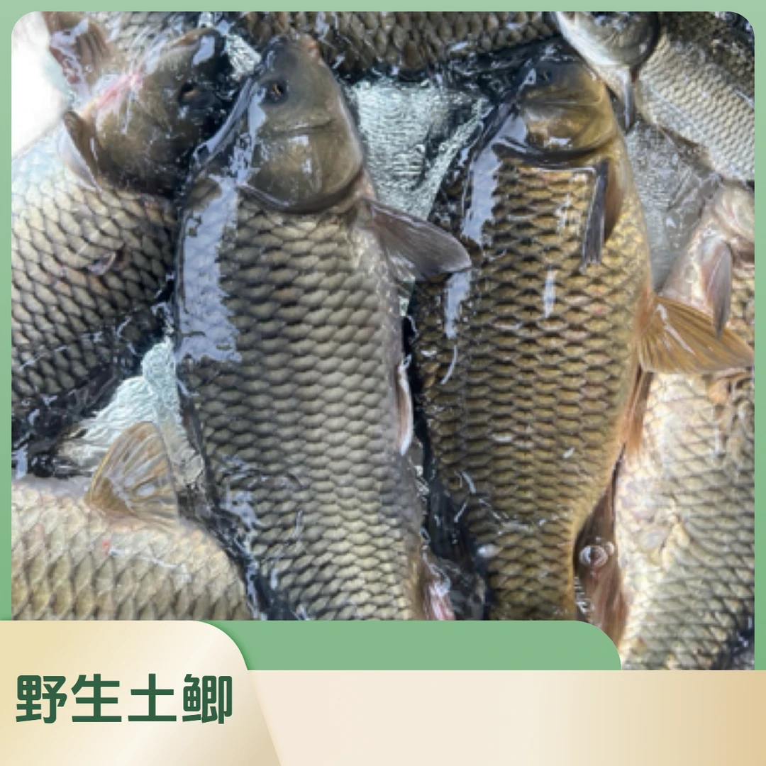 活体鲫鱼/活体鲤鱼（活鱼到家打氧气发货5斤装，保鲜不包活/改价链接）