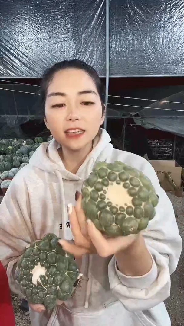 大无刺象牙仙人球