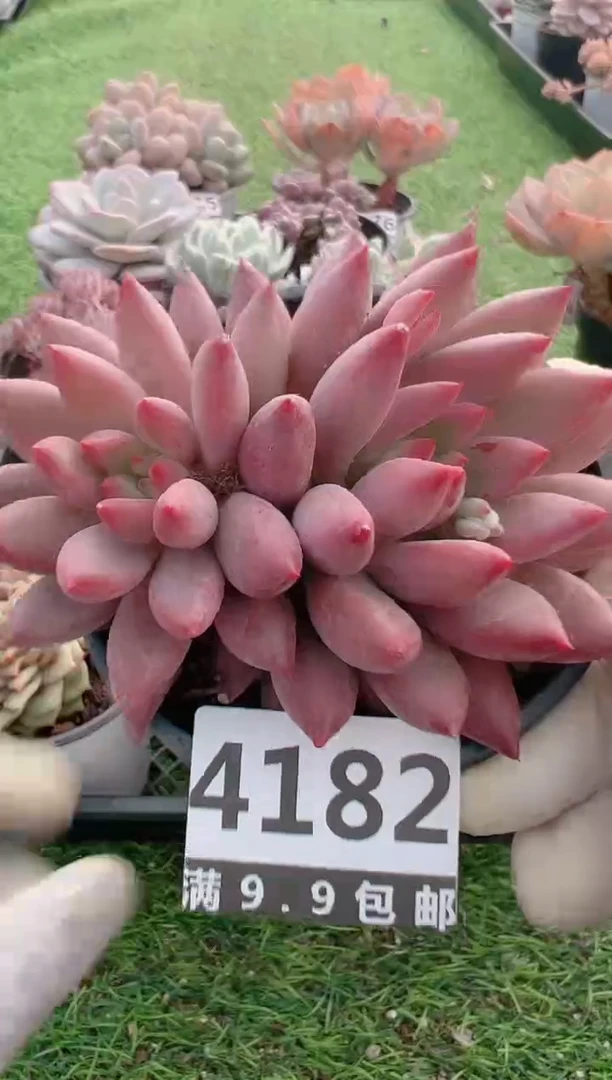 【闪购商品】信福多肉一物一拍1