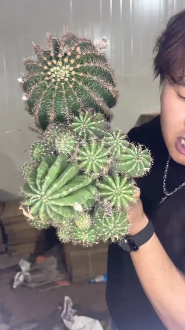 大号席克氏彩草【不指定单头 带崽】