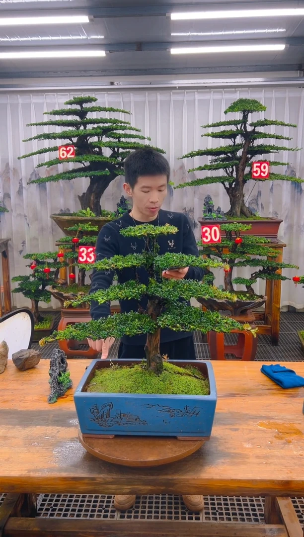 无花朵精品盆景直播间一物一拍