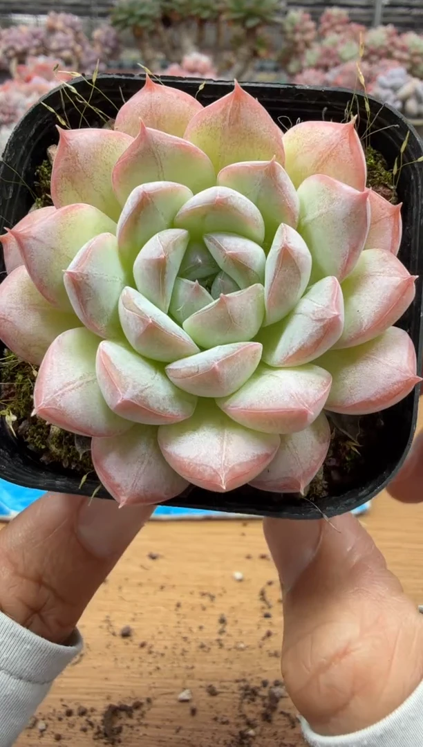 东云多肉园二店-317