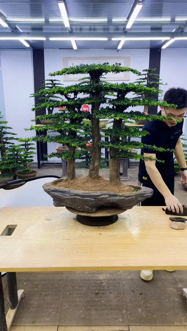 无花朵心***阳00000000000000