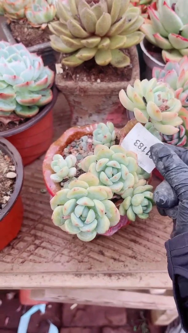 01183多肉植物一物一拍