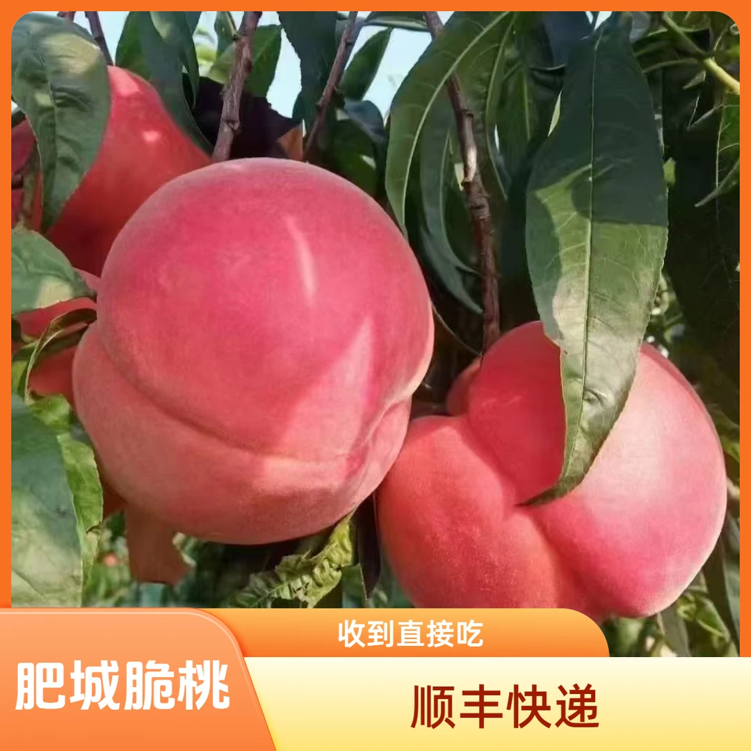 山东肥城脆桃 玉妃桃  顺丰快递