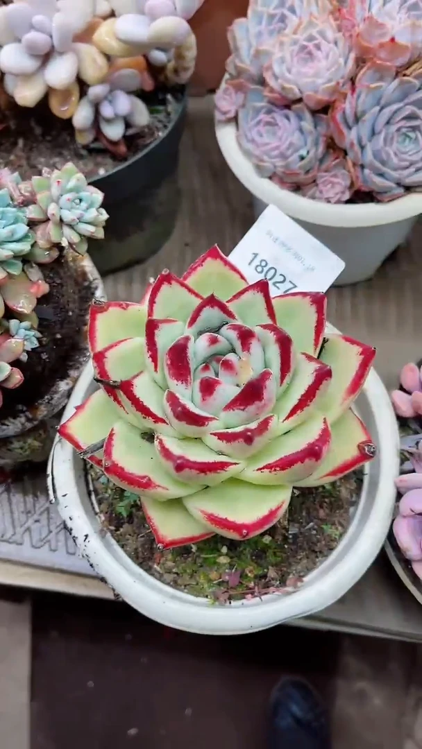 【闪购商品】18027